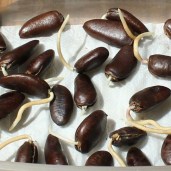 american-papaw-pawpaw-seeds-asimina-triloba (2)